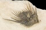 Kettneraspis Trilobite (Long Occipital Horn) - Lghaft, Morocco #126913-3